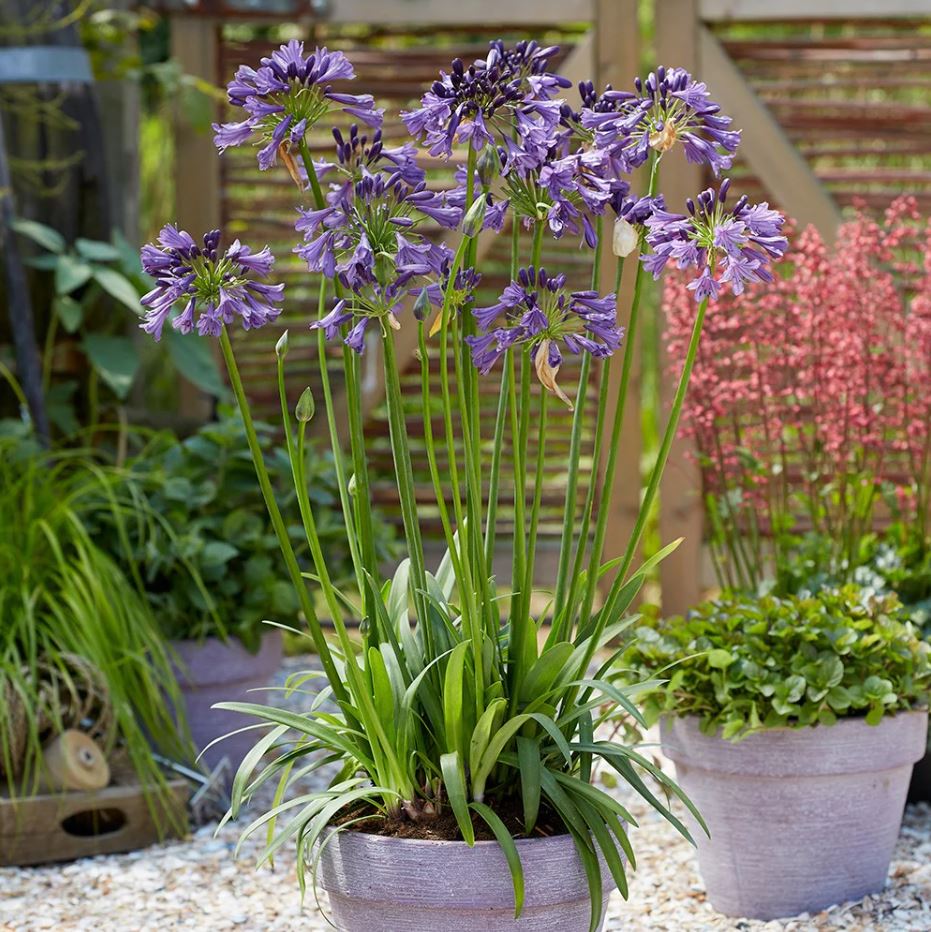 Agapanthus africanus 'Poppin Purple'